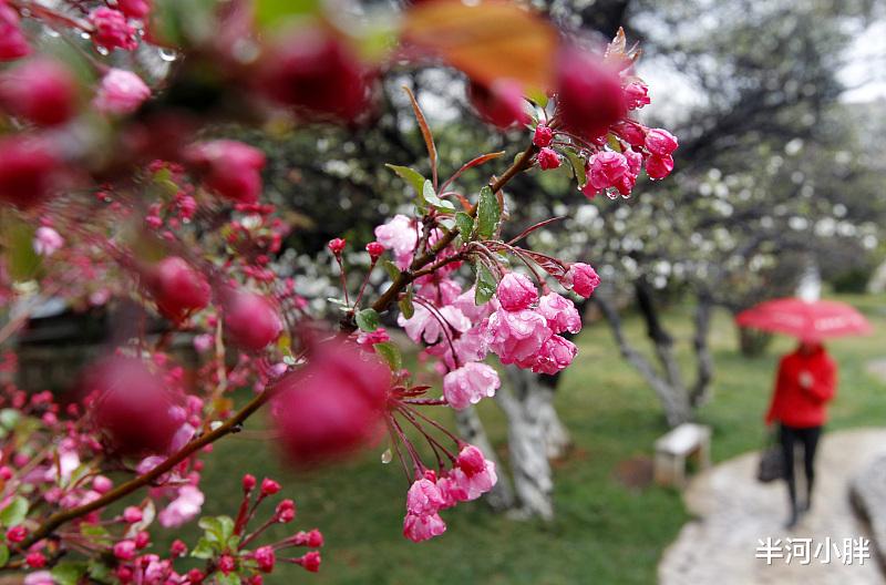 半河小胖 记今年的第一场春雨