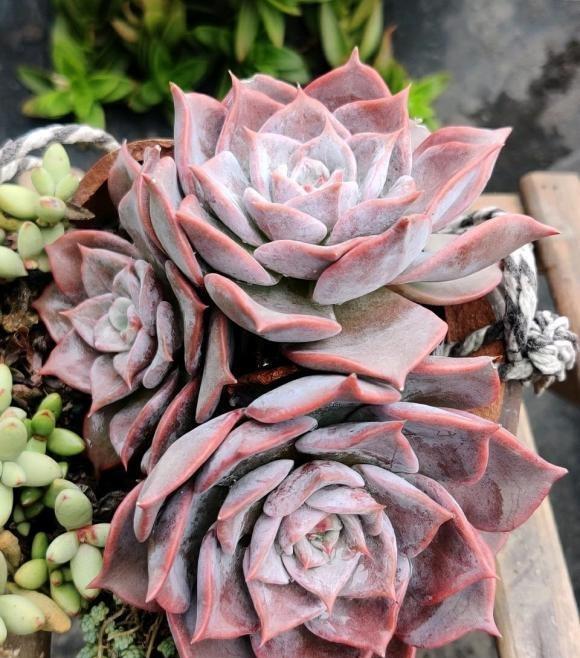 说说家装那点事儿|养多肉的那些辛酸史，花大价钱买的肉肉，不到2个月就歇菜