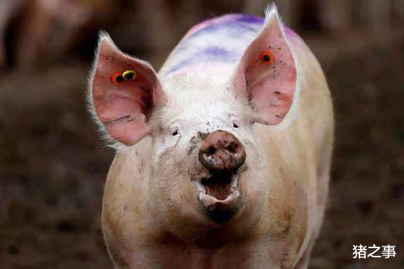 生猪价格 5月18日：小心点，屠企强压反扑，猪价或再探新低，你咋看？