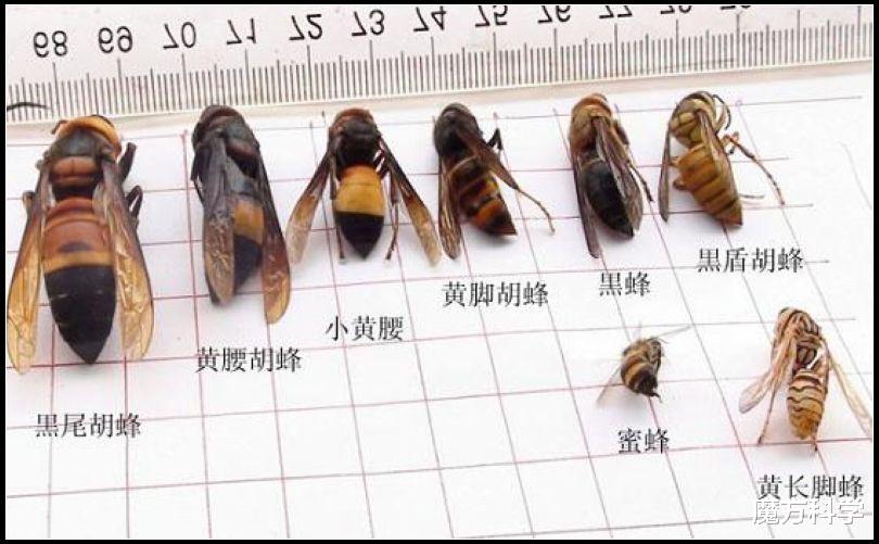 活久见!广东一男子火烧马蜂窝意外燃爆,为何不能烧?马蜂有多毒
