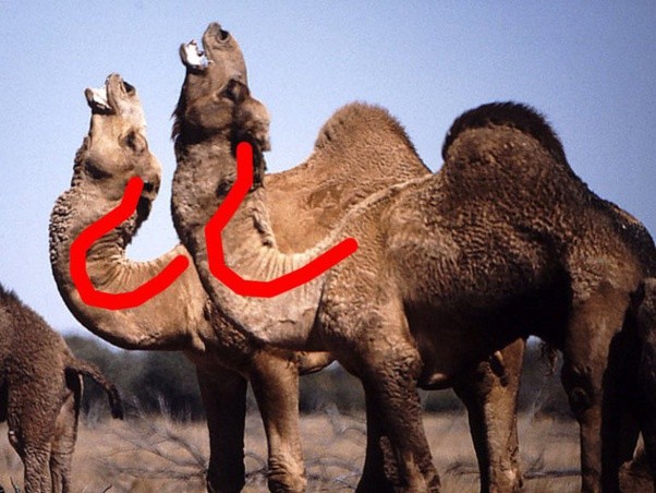 為什麼沒聽到駱駝被動物獵殺？澳大利亞人：太強大，人都控制不住-圖8