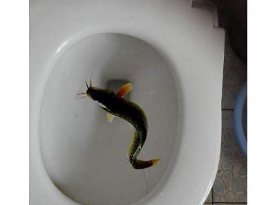 马桶堵塞别花100元请师傅,公公用一盆泥鳅,几分钟就搞定