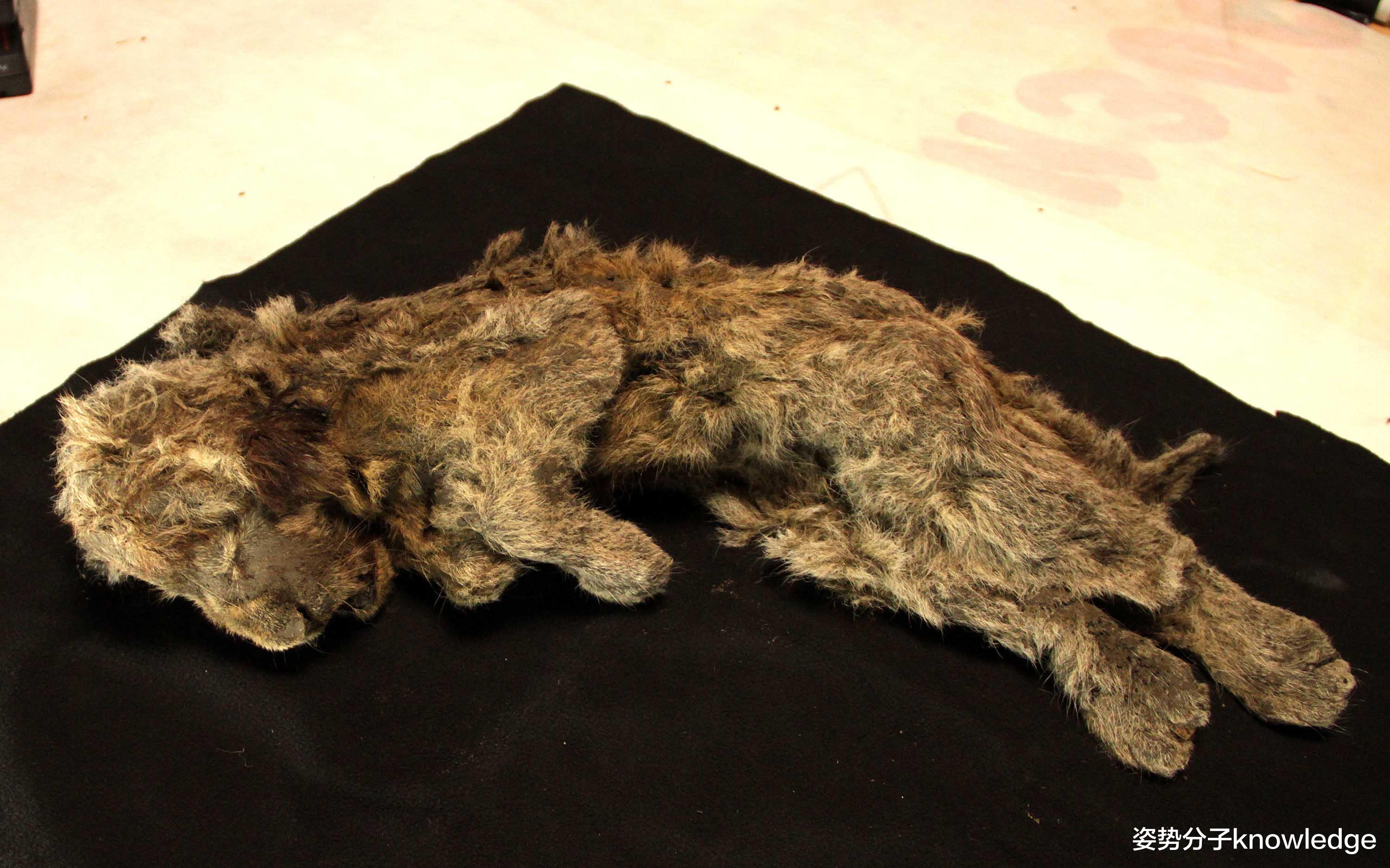 科学家 4.3万年前洞狮尸体被发现，保存完好，我们能提取DNA克隆它们吗？