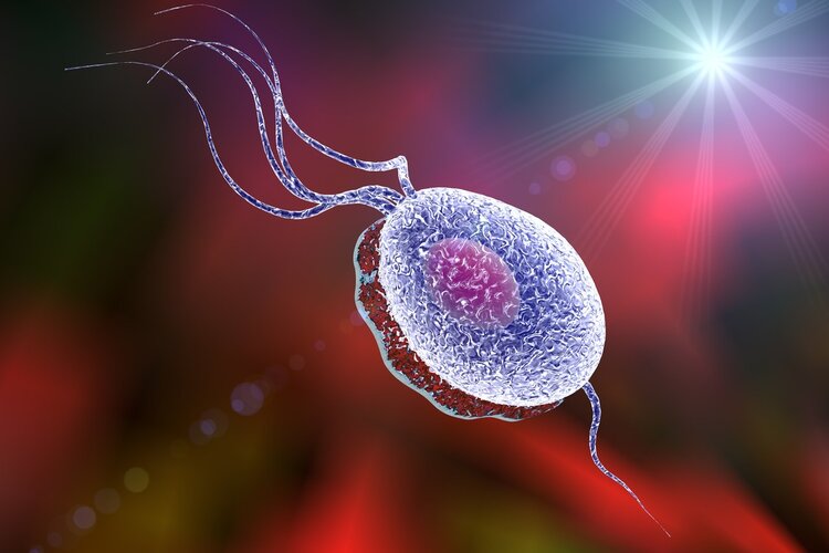 甲硝唑|便宜好用的甲硝唑，能摆平这3种病，如何正确服药？都给你列好了