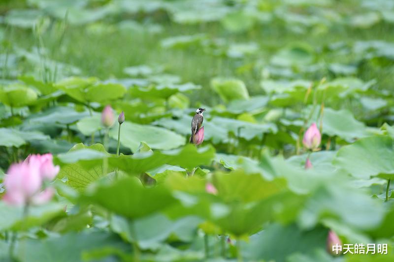 中天皓月明 江城子·他乡明月不觉幽