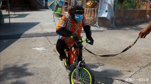 虎鲸 动物表演？虎鲸被圈养42年开始严重自残，我们仍在目睹残忍的发生