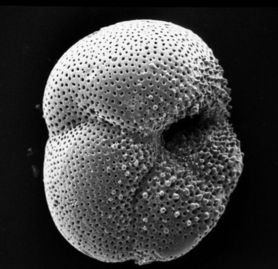 陆龟 中外古生物学家在“枯燥的十亿年”中发现了12种真核生物化石