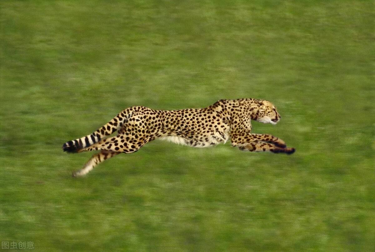 非洲 陆地上速度最快的动物，快来看看吧