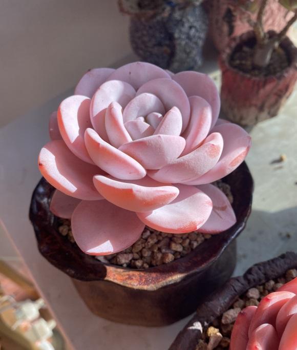 向阳园艺|三伏天养多肉,必须进入懒人模式,不管不问,多肉反而长得好