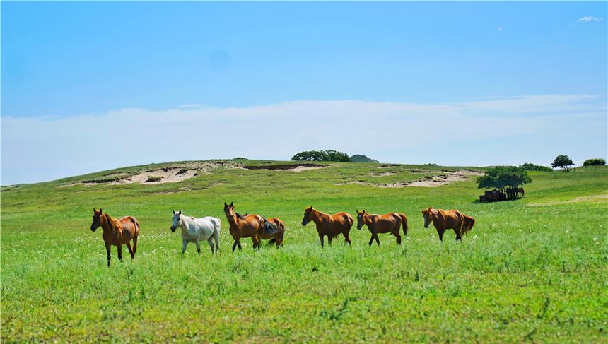 琳妹儿说|夏天避暑目的地首选，内蒙这个草原牧场很凉爽，和梅花鹿羊驼嬉戏