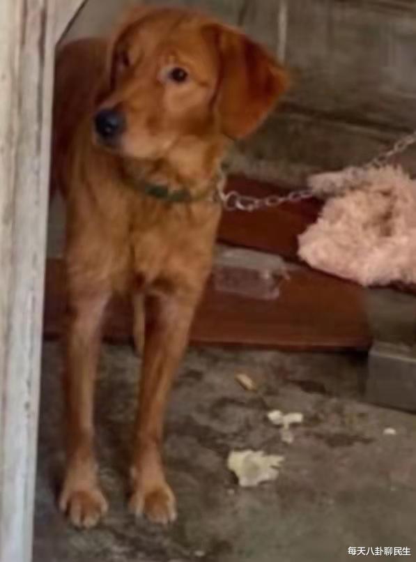金毛犬“失宠”后被拴楼道不给吃喝,邻居喂还被主人警告