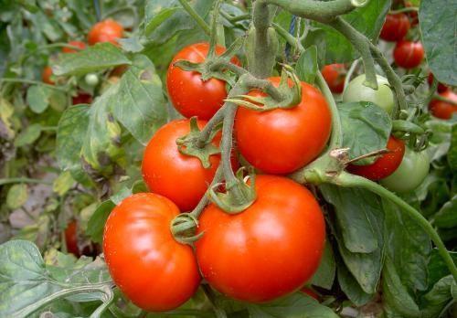 牛继婷育儿|谁偷走了西红柿的美味?