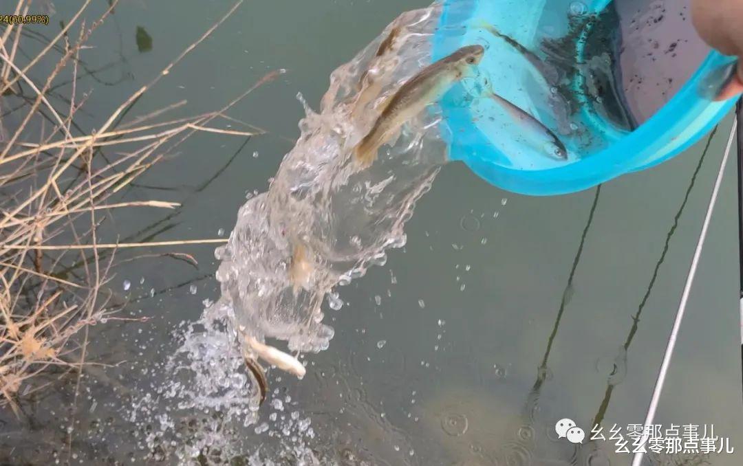 幺幺零那点事儿 北京怀柔战柳根，放流使我更快乐！野钓乐享山水，做环保钓鱼人