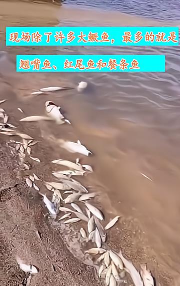 |江西信江河出现大群死鱼，附近钓鱼人：好多大鳜鱼，太可惜了