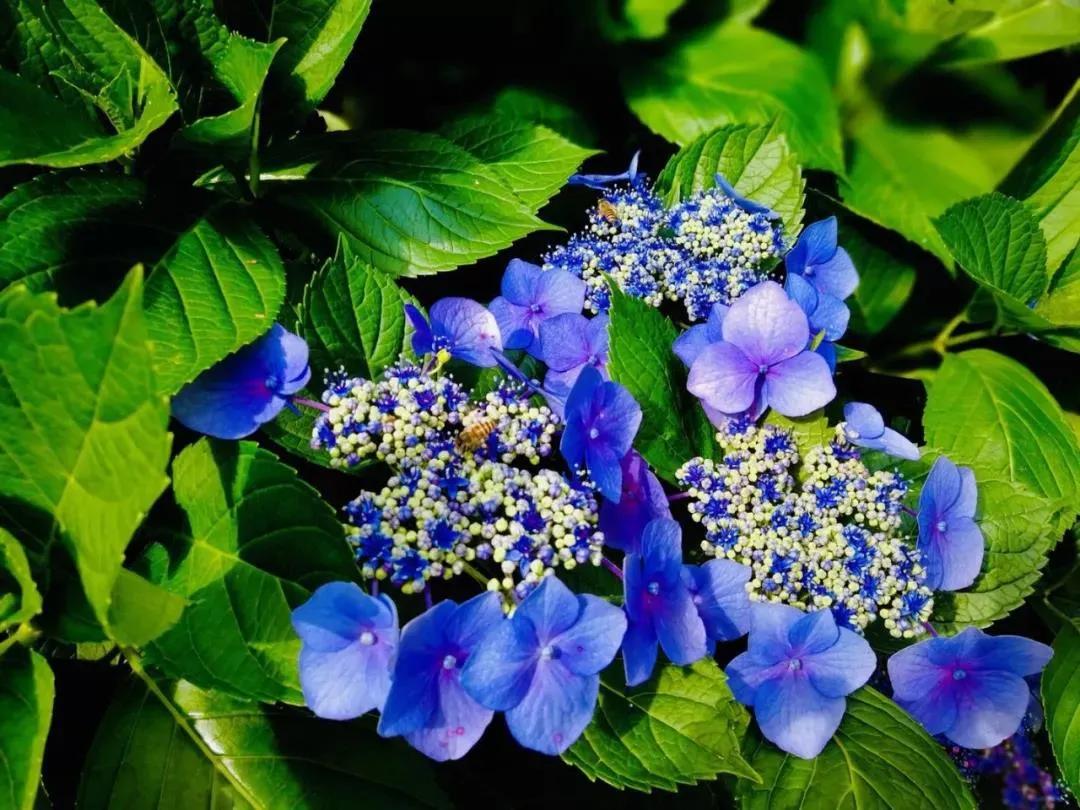 新报业传媒 “锦绣鸡公山 精彩五月欢乐节”即将重磅推出，敬请期待