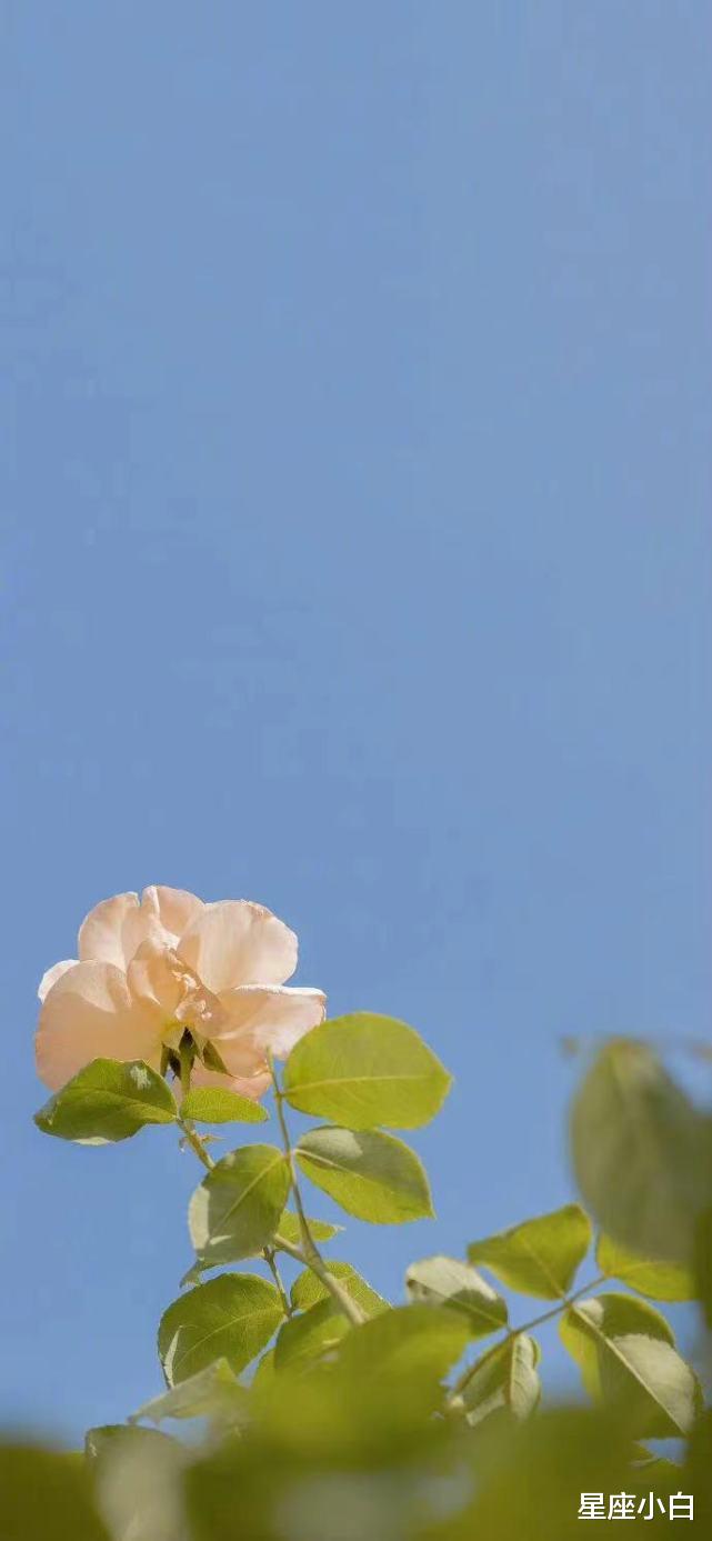 星座小白 爱一个人，会爱到骨子里的星座