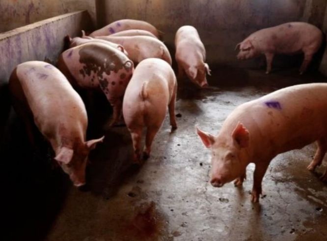 猪肉 猪价再迎“大跌”,要回到白菜价了?专家:2021年猪肉价是这样!