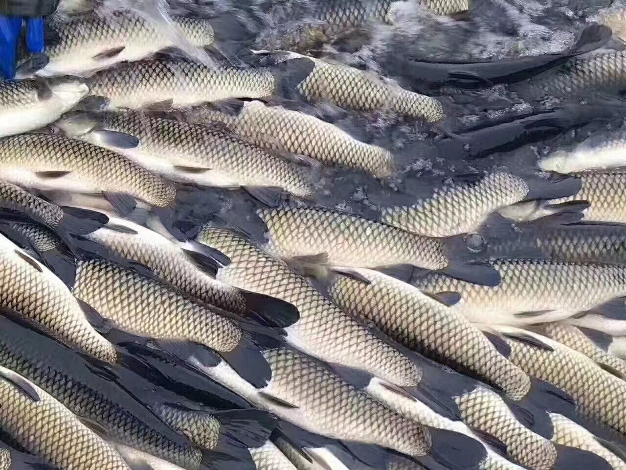 鲮鱼|水库鱼难钓的原因，三个案例分析清楚