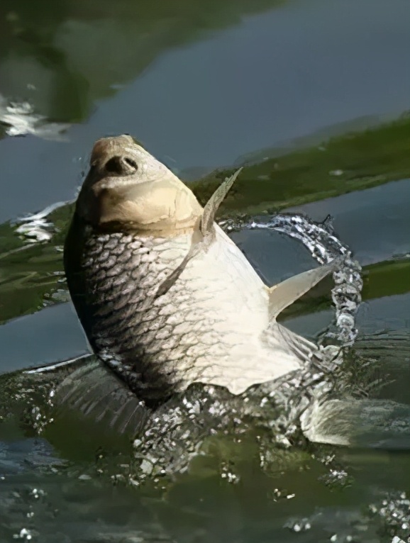 |下雨天，什么时候好钓鱼？学会判断，让你远离空军! ——盛世三渔