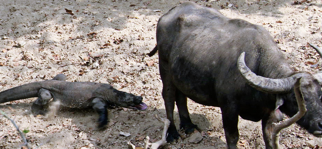  纪录片也有假？被“神话”的科莫多巨蜥，到底战斗力如何？