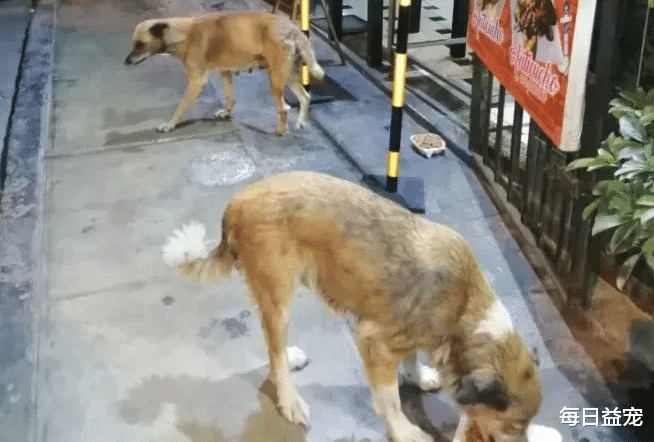 流浪狗 烤肉店老板给流浪狗做了顿饭，竟在狗圈出名了，神奇般扭亏为盈