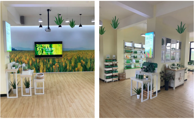 寻找侨乡的味道 超美！江门千亩芦荟花盛开！