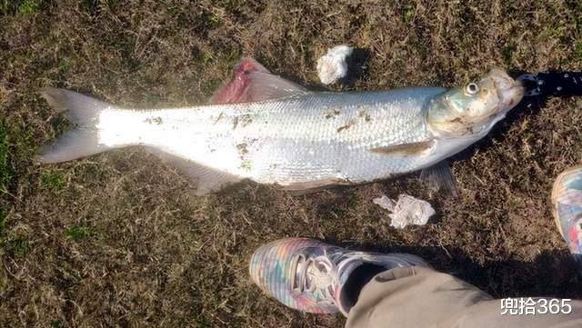 广东省|钓鲢鱼收获“米级”翘嘴,广东男子野钓的罕见经历,网友:运气好