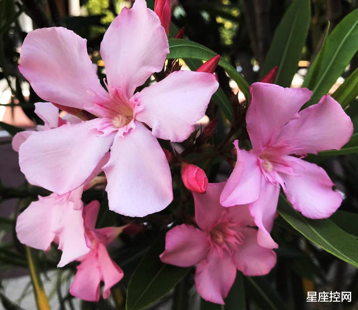 |哪几个时辰出生的人，他们在工作上特别给力，迟早能够拥有一片天