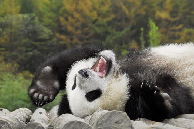 24岁外国美女爱上了45岁民工大叔;婚后坦言:跟着他睡工地也幸福