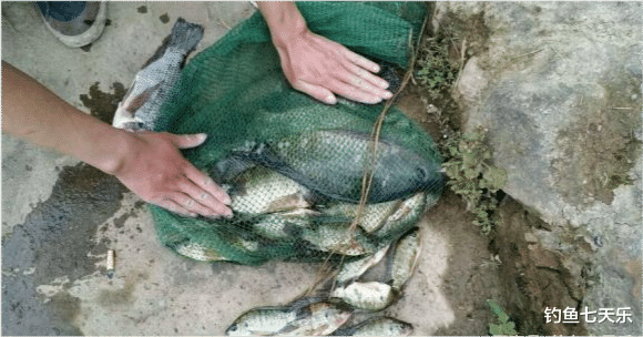 罗非鱼|罗非鱼能长这么大？三亚钓鱼人钓获巨型罗非鱼，连起来比四个手掌还大