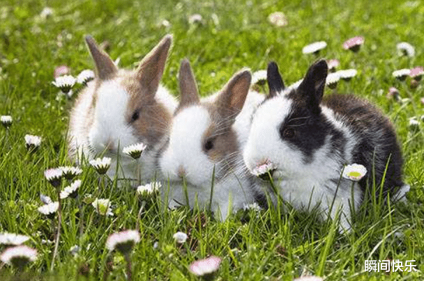 生肖|7月5-7月14日，“好孕”难挡，3生肖生财有门，事业腾飞