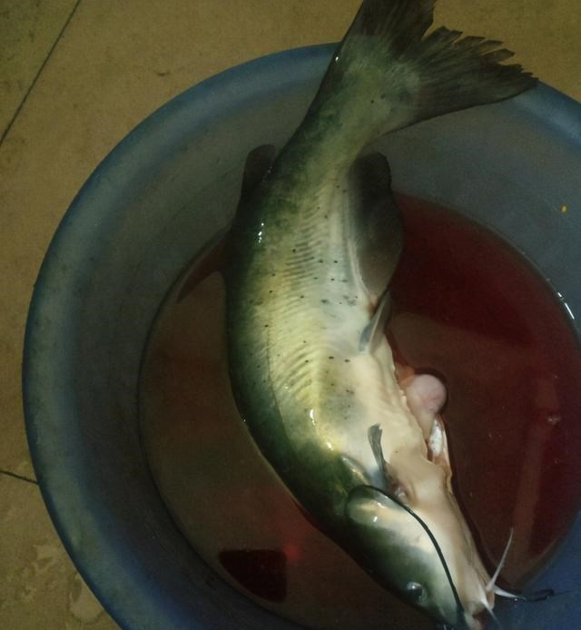 四川省|四川眉山钓鱼人，钓起罕见的金色“鮰鱼”，网友：想知道口感如何