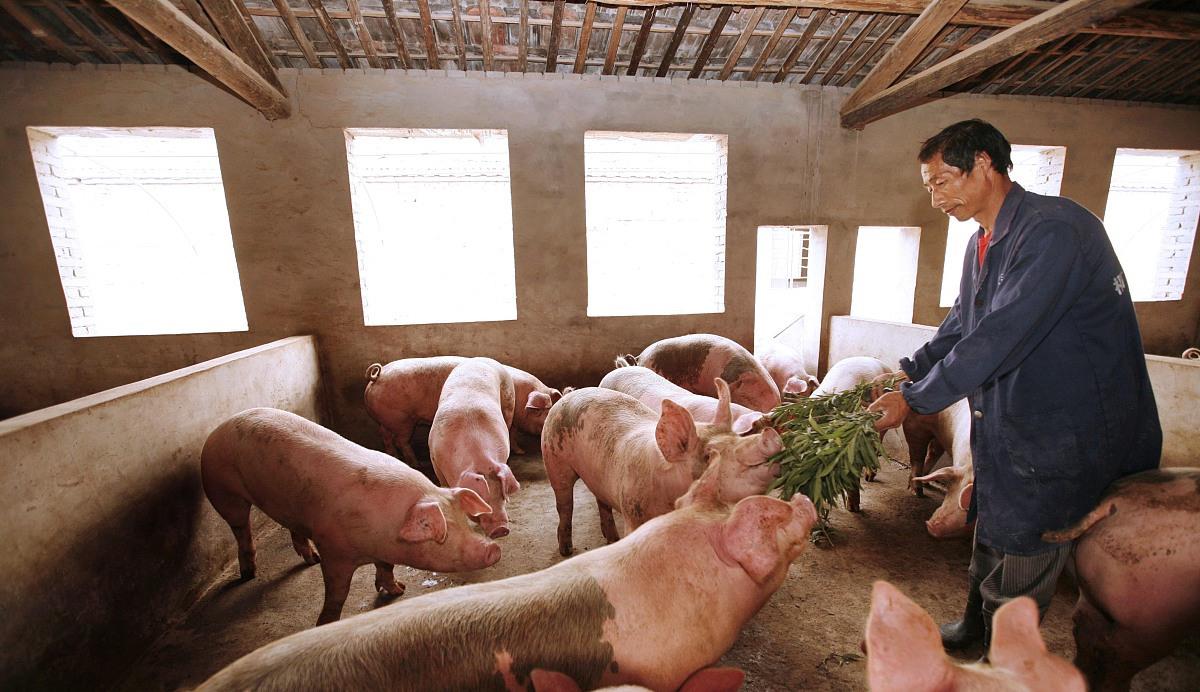 今日豬價：全國生豬價格下跌，最新的豬肉價格多少錢，哪裡最高？-圖4