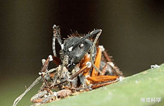 未来学大会 真菌能控制蚂蚁？被寄生后会变成“僵尸蚂蚁”，受真菌控制！