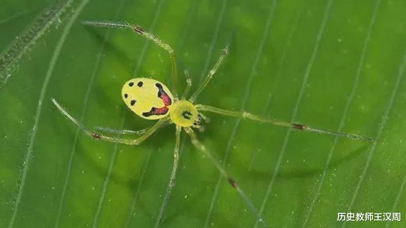 蜘蛛 物种界的泥石流：不是蜘蛛的蜘蛛，不是蚂蚁的蚂蚁