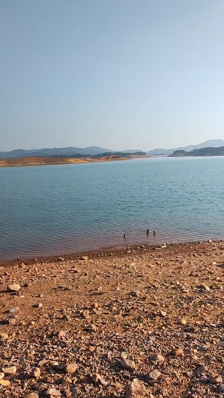 万绿湖|用1000斤花生枯打窝钓鱼