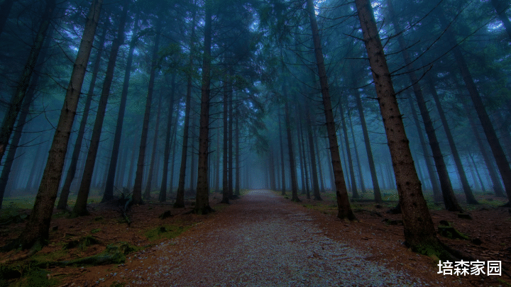 植树除了可以抵挡风沙,还有什么作用?