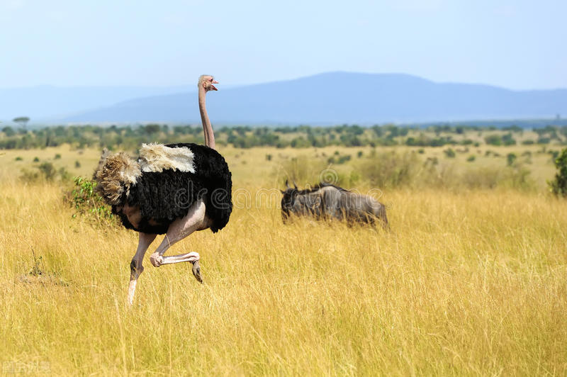 非洲 陆地上速度最快的动物，快来看看吧