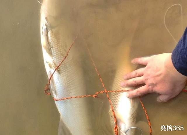 广东省|钓鲢鱼收获“米级”翘嘴,广东男子野钓的罕见经历,网友:运气好