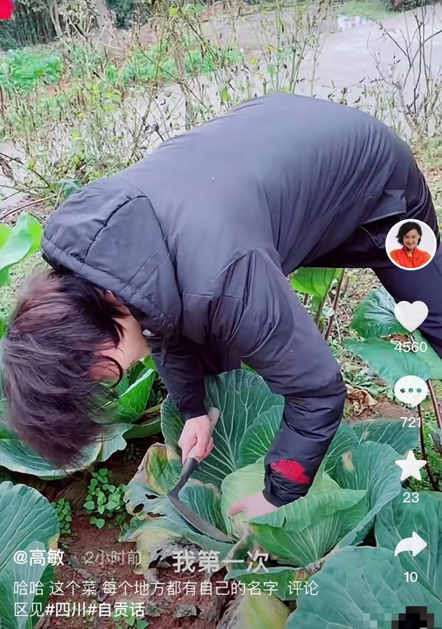 聂小倩|51岁跳水皇后接地气！打扮朴素亲自下田割菜，素颜出镜似冻龄