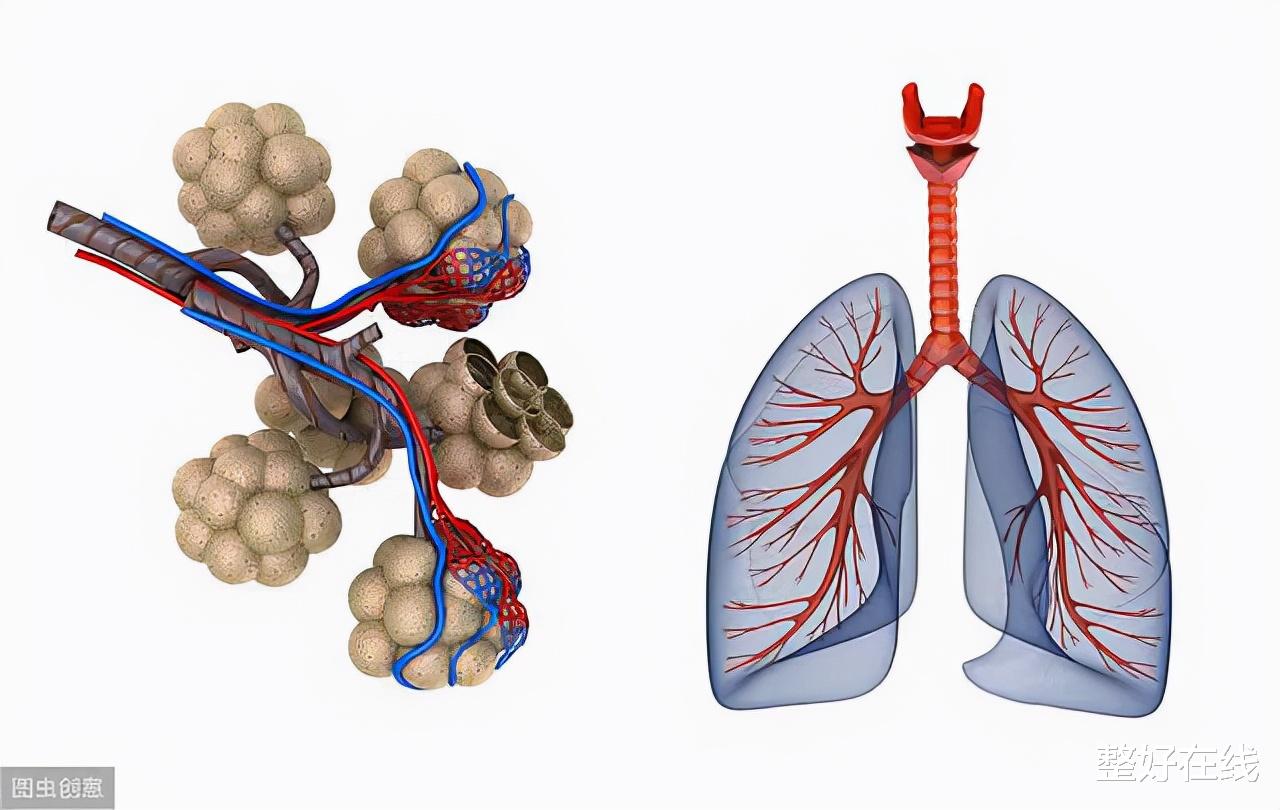 肺气肿|提醒中老年：肺气肿不可怕，常吃4种食物，养肺护肺，肺好百病消