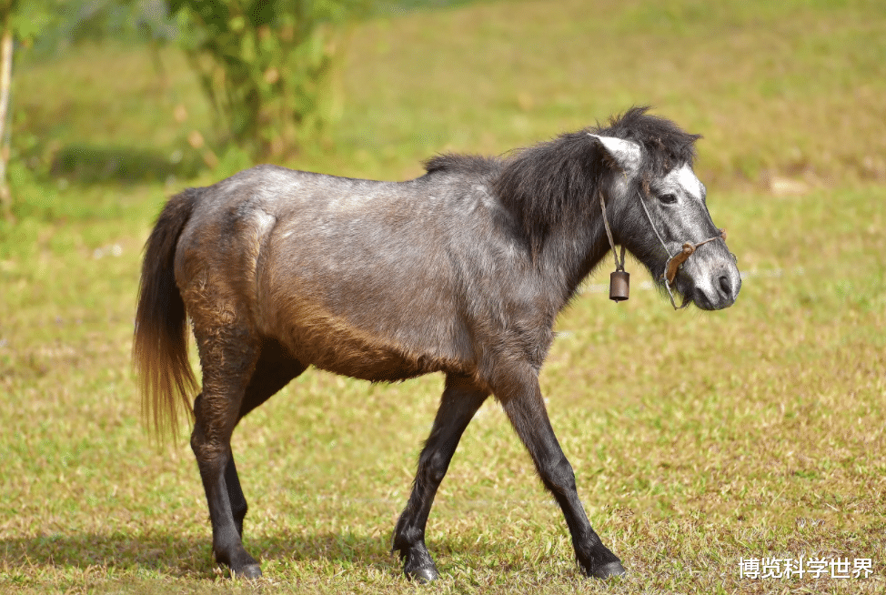 染色体 骡子怀孕，将带来灭亡！佛陀约2500年前说过的话，有没有科学道理？