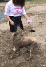 小叶娱记 “女友穿成这样去遛狗,谁能忍得了?”不把自己当外人啊!