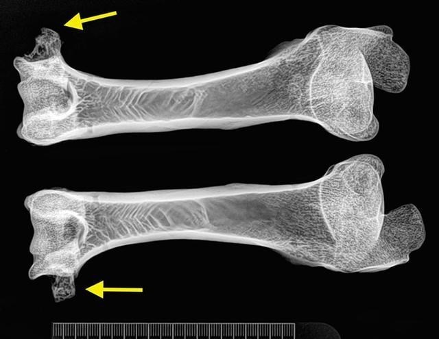 科学家 为啥现在很少提“克隆”了？多莉的一生看见答案，太可怜了