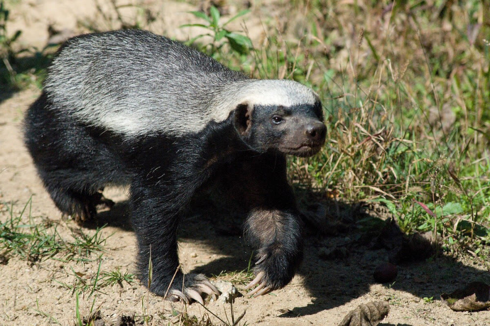 行星 非洲蜜獾对付不了的蛇：无毒无害，却能生吞蜜獾！
