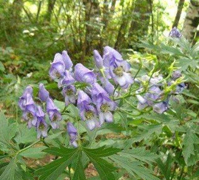 花与花之间美好的“爱情”故事!