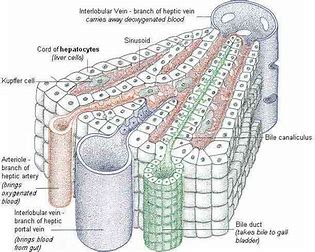 疾病|医生辟谣:5种疾病不用治,不是为了省钱,而是不要被骗钱