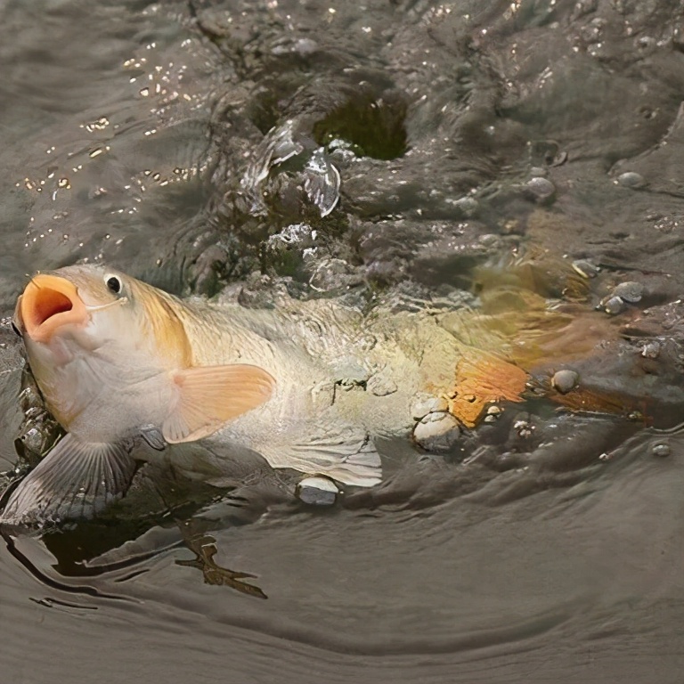 饵料|黑坑钓鱼能否上岸，关键要把握好三个阶段！——盛世三渔