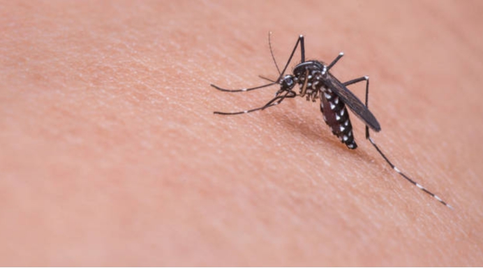  三伏期的蚊子更猖狂！每年72.5万人死于它手，O型血更招蚊吗？