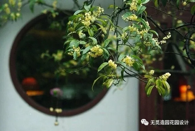 ?无觅造园：庭院植物种得好，旺宅聚气风水佳！